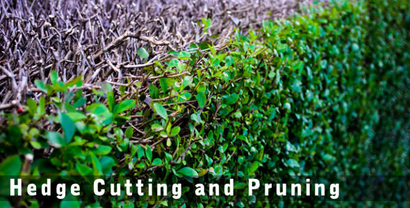 Hedge Cutting and Pruning
